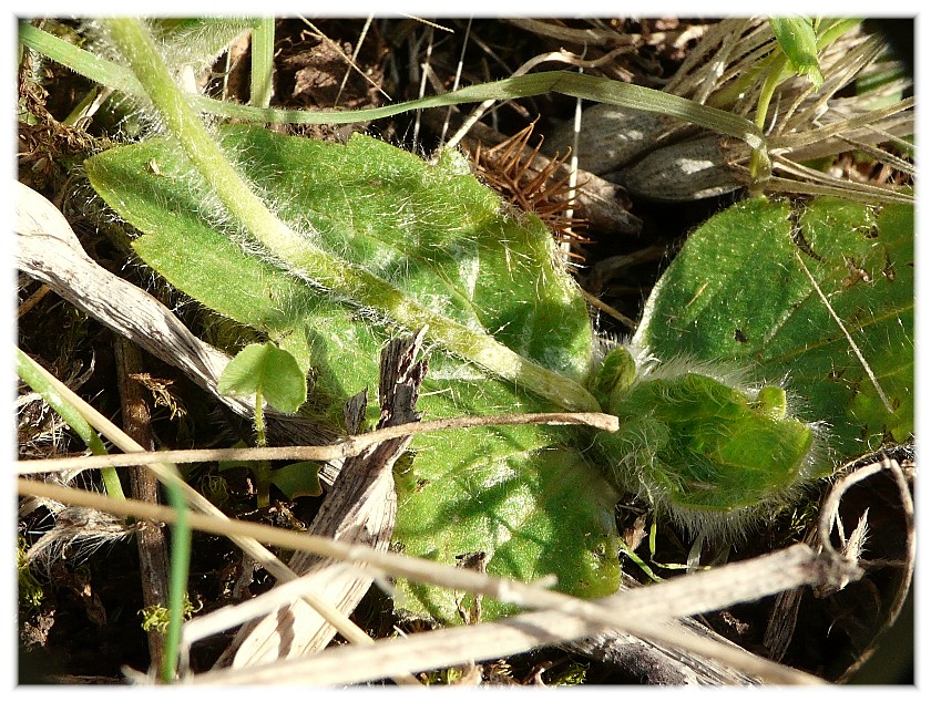 Ranunculus bullatus / Ranuncolo rosulato